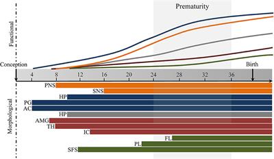 Premature Birth and Developmental Programming: Mechanisms of Resilience and Vulnerability